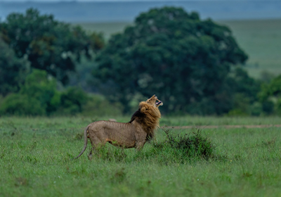 Masai Culture